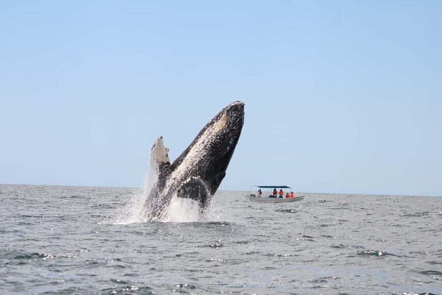 Los Cabos: Whale Watching Safari & Free time at Lovers Beach - Should you book this Los Cabos whale watch with Lovers Beach time?