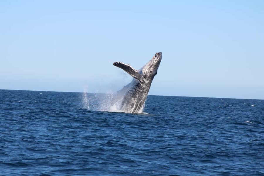 Los Cabos: Whale Watching Safari & Free time at Lovers Beach - From La Terminal de Cabo to the Arch of Cabo San Lucas