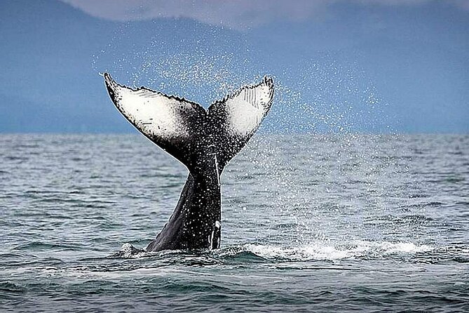 Los Cabos Whale Watching & Snorkel Adventure with Food & Drinks - Private yacht whale watching starts with the right kind of calm
