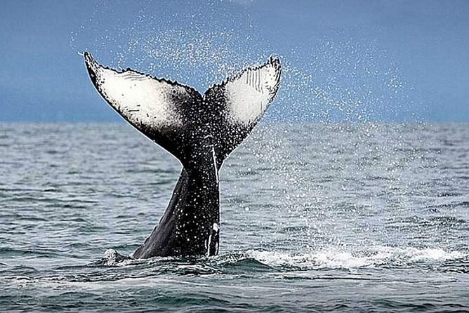 Los Cabos Whale Watching & Snorkel Adventure with Food & Drinks - Lunch on board: ceviche and fajitas, plus a drinks menu that actually helps