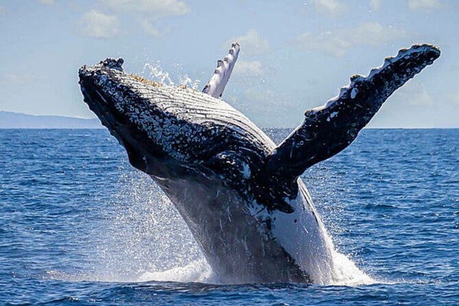 Los Cabos Whale Watching & Snorkel Adventure with Food & Drinks - Crew performance is a big deal on small boats