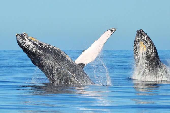 Los Cabos Whale Watching & Snorkel Adventure with Food & Drinks - Timing, meeting point, and what you should plan around