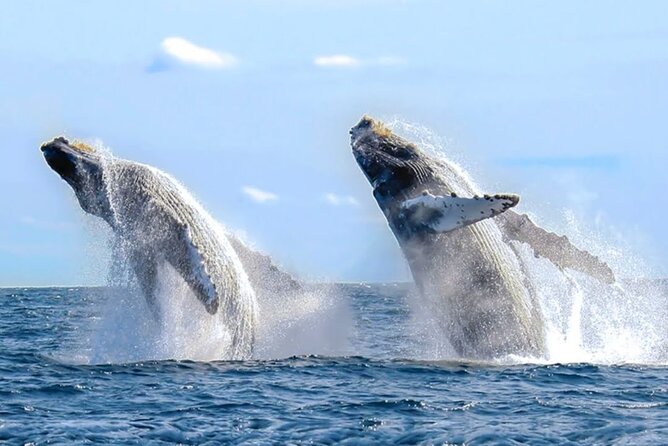 Los Cabos Whale Watching & Snorkel Adventure with Food & Drinks - Snorkeling and paddle boarding: more fun than a one-note whale tour
