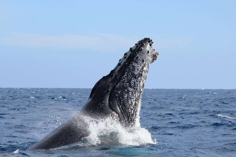 Los Cabos: Whale Watching (Transport and Pictures Included) - Key things to know before you go