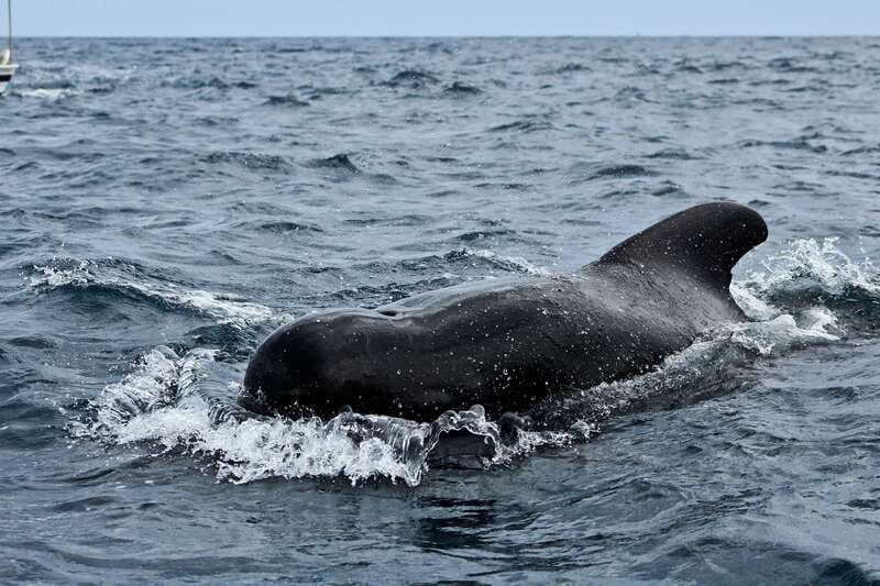 Los Cabos: Whale Watching (Transport and Pictures Included) - The decision: should you book True Baja’s Los Cabos whale watching?