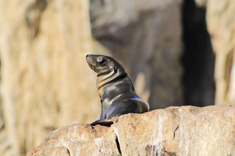 Los Cabos: Whale Watching (Transport and Pictures Included) - The Arch stop and sea lion colony at Land’s End