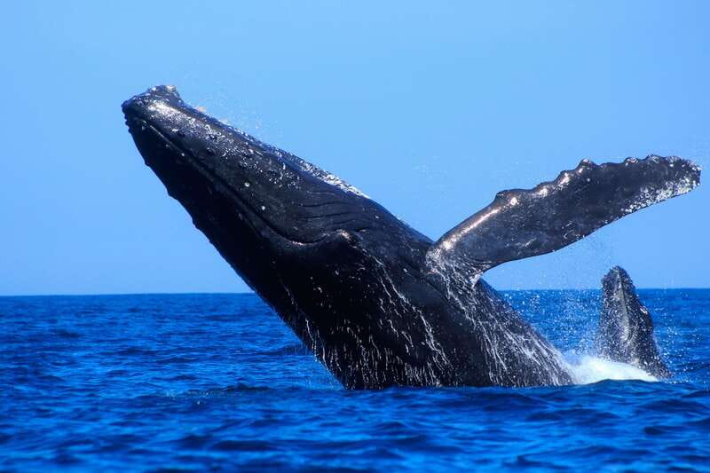 Los Cabos: Whale Watching (Transport and Pictures Included) - The 2-hour whale watching window in the Gulf of California