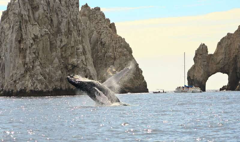 Los Cabos: Whale Watching (Transport and Pictures Included) - Price and value: what you’re really paying for at $94