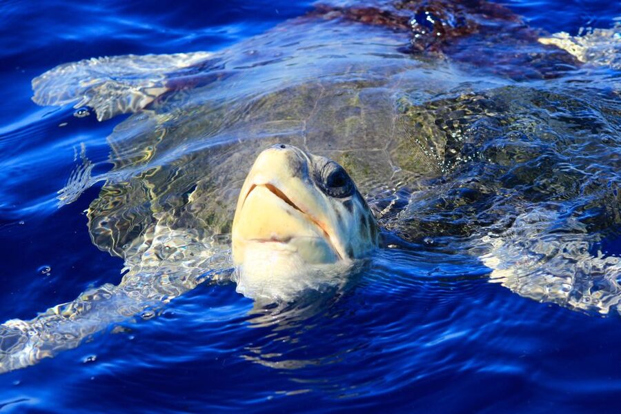 Los Cabos: Whale Watching (Transport and Pictures Included) - Who should book this whale watching trip in Los Cabos?
