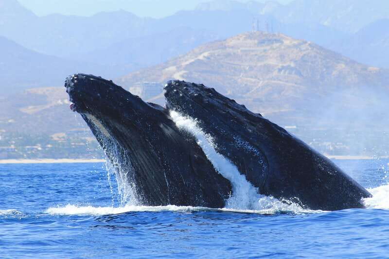 Los Cabos: Whale Watching (Transport and Pictures Included) - Safety briefing and a shaded boat with comfort upgrades