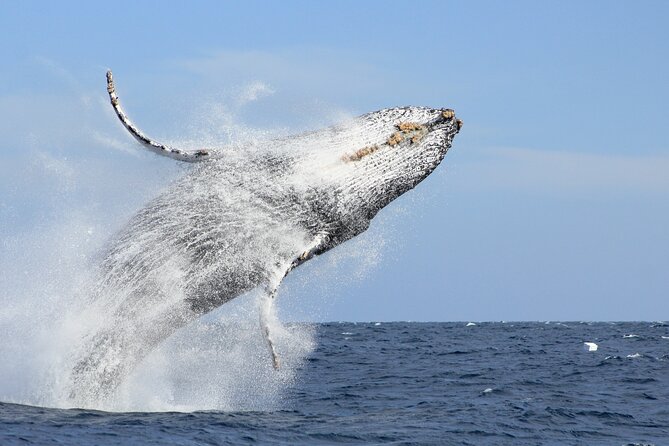 Los Cabos Whale Watching (Transportation and Pictures Included) - Key Things That Make This Whale Tour Worth Your Morning