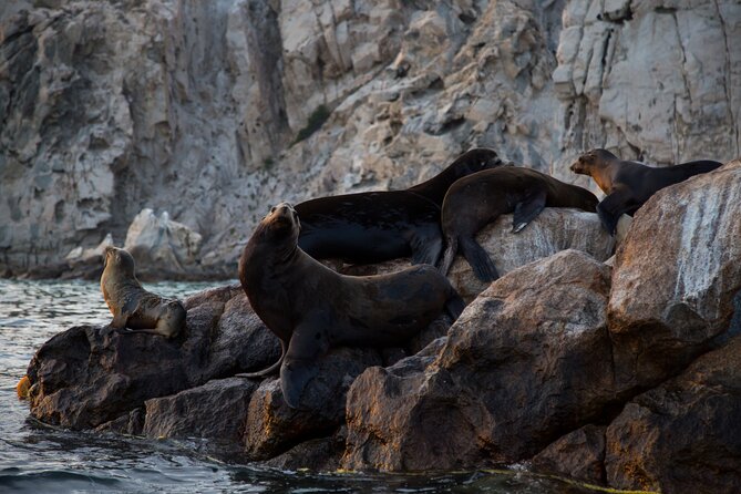 Los Cabos Whale Watching (Transportation and Pictures Included) - Guides Like Leonardo, Pablo, and Lorenzo Make the Facts Stick