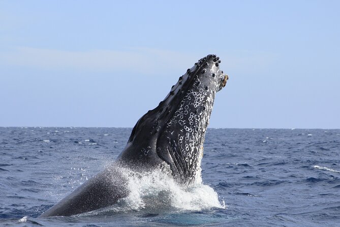 Los Cabos Whale Watching (Transportation and Pictures Included) - Morning Planning: When to Go for Active Whales and Easier Seas
