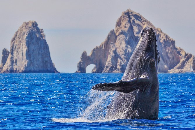 Luxury Catamaran Whale Watching Cabo San Lucas - Quick Hits: Cabo Whale Watching on a Luxury Double-Decker