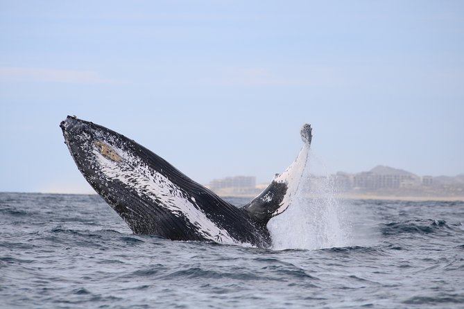 Luxury Catamaran Whale Watching Cabo San Lucas - Stop 1: Arch of Cabo San Lucas, Sea Lions, and Fast Photo Time