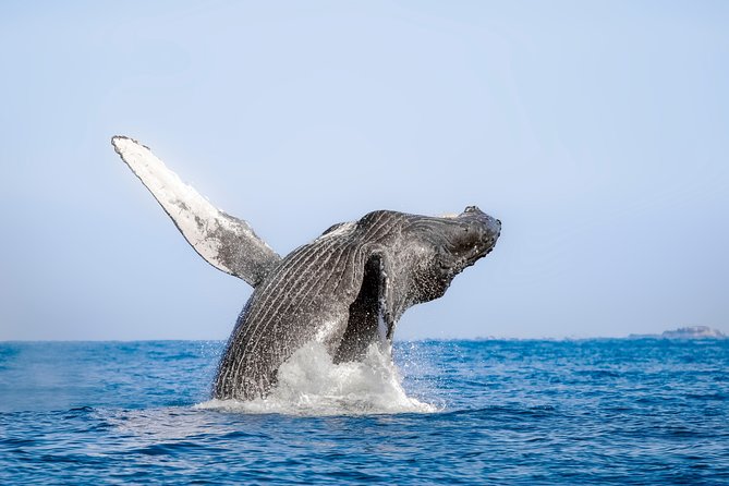 Luxury Catamaran Whale Watching Cabo San Lucas - Stop 2: Sea of Cortez Cruising and the Hydrophone Whale Songs
