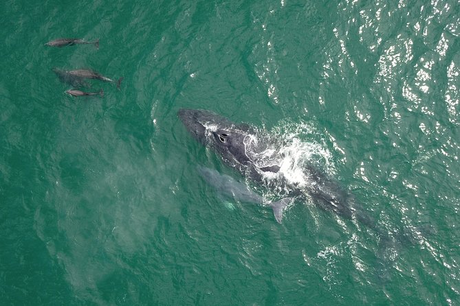 Luxury Catamaran Whale Watching Cabo San Lucas - Onboard Drinks, Snacks, and the Double-Deck Comfort Factor