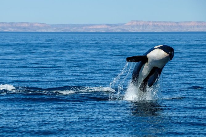 Luxury Catamaran Whale Watching Cabo San Lucas - What You’ll See Besides Whales