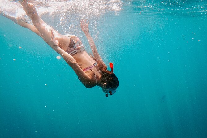 Luxury Snorkel Adventure in Cabo - Wildlife sightings: the bonus that makes the ride feel alive