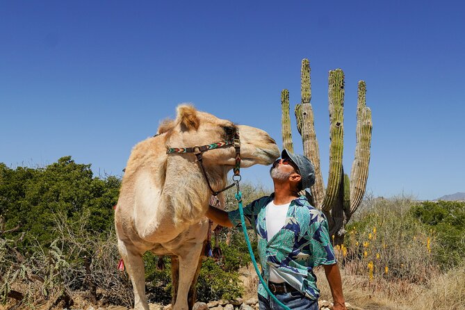 Magical Todos Santos Tour, Camel Ranch, Lunch and Tequila - Key highlights to know before you go
