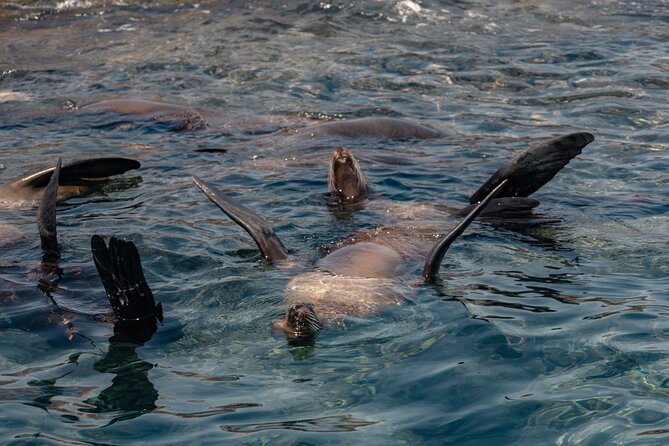 Marine Safari in La Ventana - La Ventana marine safari, the vibe you want