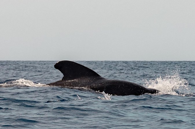 Marine Safari in La Ventana - Snorkeling on living reefs, when conditions allow