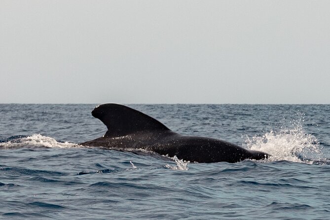 Marine Safari in La Ventana - Price and value: what $173.15 buys you