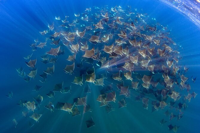 Mobula Ray and Ocean Safari Day Trip - Key Things I’d Mark on Your Map