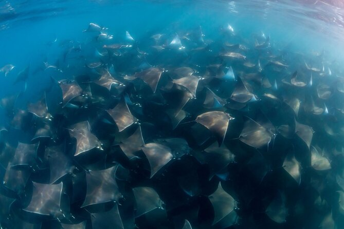 Mobula Ray and Ocean Safari Day Trip - Getting to La Ventana: Long Drive, Big Payoff