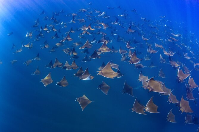Mobula Ray and Ocean Safari Day Trip - Beach-Side Boarding: Your Mobility Checklist