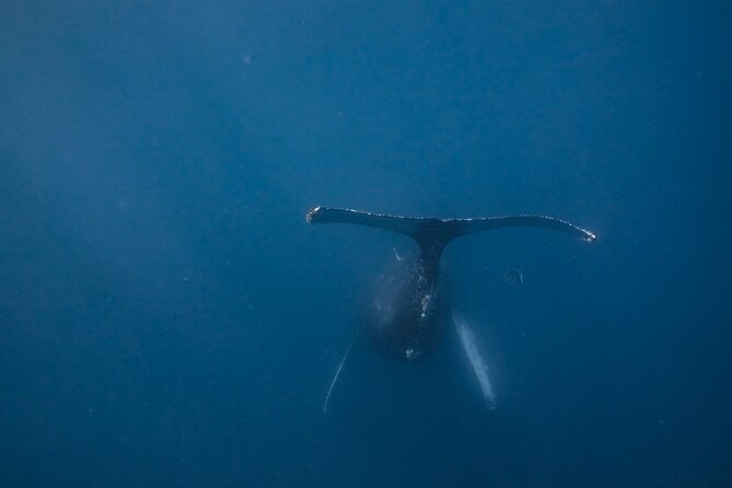 Mobula Ray and Ocean Safari Day Trip - 4 to 6 Hours Hunting Wildlife: What the Time Really Buys You