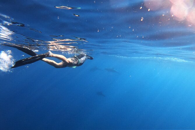 Mobula Ray and Ocean Safari Day Trip - Picnic on the Boat, Plus Bathroom Stops on the Return