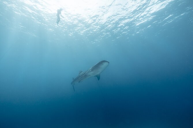 Mobula Ray and Ocean Safari Day Trip - Small Group Feel and Guide Support (Diego, Morgane, Ophelia, Xochil, Javier, Ben, David, Xo)