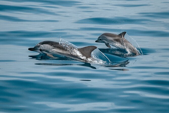 Mobula Ray and Ocean Safari Day Trip - Price and Value: Is $315 for a 10-Hour Ray Safari Worth It?