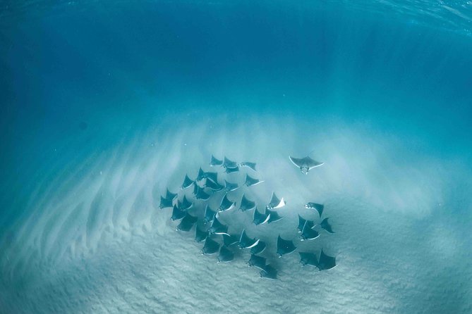 Mobula Ray Snorkeling - Key points to know before you go