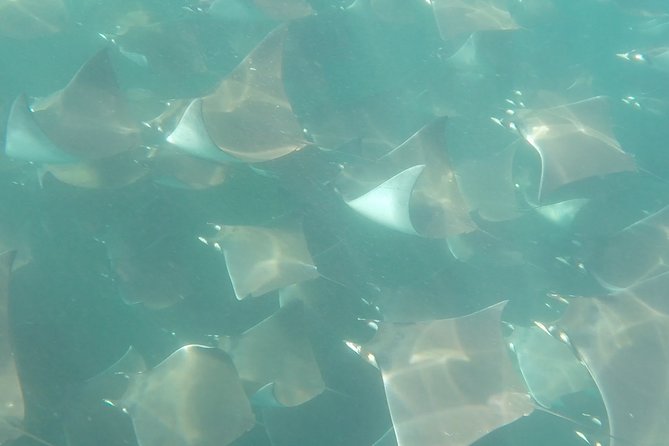 Mobula Ray Snorkeling - Cabo Trek and the “why this route works” factor