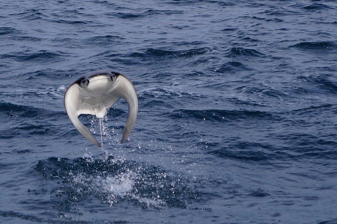 Mobula Ray Snorkeling - The mobula ray hunt: how the 3 hours are paced