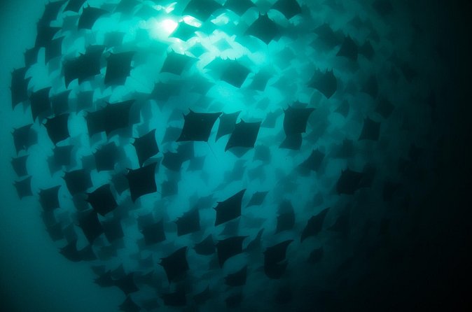 Mobula Ray Snorkeling - Snorkeling and viewing options for different comfort levels