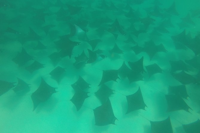 Mobula Ray Snorkeling - Morning versus afternoon: choosing the option that fits your day