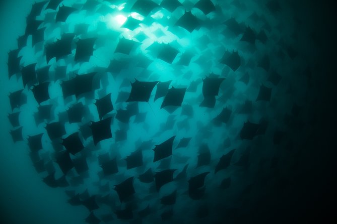 Mobula Ray Snorkeling - Your guide and captain matter, and this one leans expert