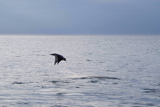 Mobula Ray Snorkeling - Price and value: what $169 buys you in real terms