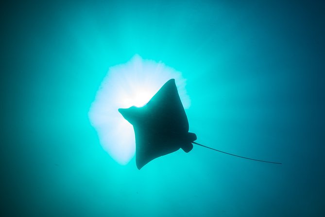 Mobula Ray Snorkeling - El Arco and the sea lion colony: more than just filler