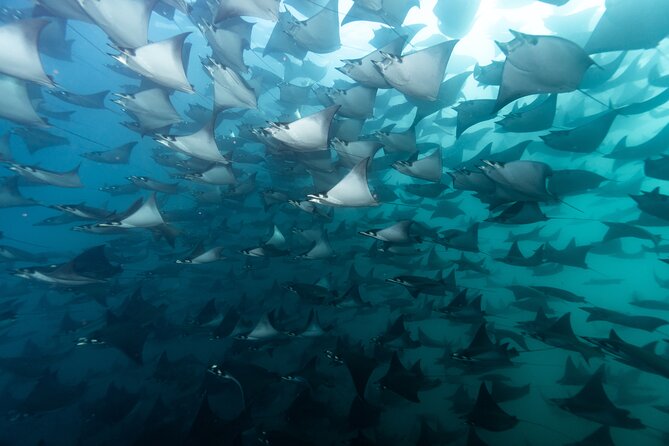 Mobulas and Cetaceans Day Trip - Key highlights to know before you go