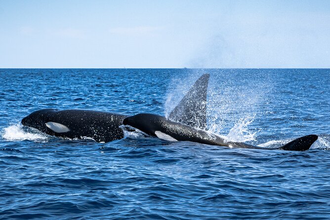 Mobulas and Cetaceans Day Trip - Sea of Cortez momentum: mobulas and cetaceans in 5 hours