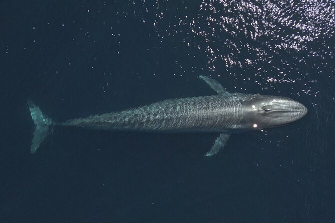 Mobulas and Cetaceans Day Trip - Playa Central to open water: what your morning actually feels like