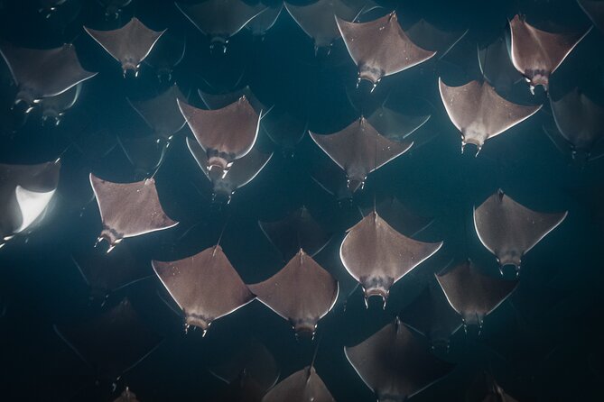 Mobulas and Cetaceans Day Trip - Included snorkeling kit: wetsuits, masks, and fins that save time