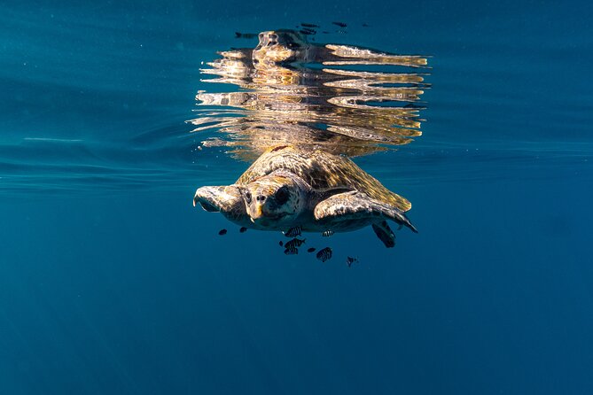 Mobulas and Cetaceans Day Trip - The animal-first briefing: how the experience keeps it respectful