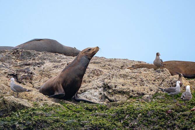Mobulas and Cetaceans Day Trip - Lunch on the water: burritos, fruit, and ceviche included