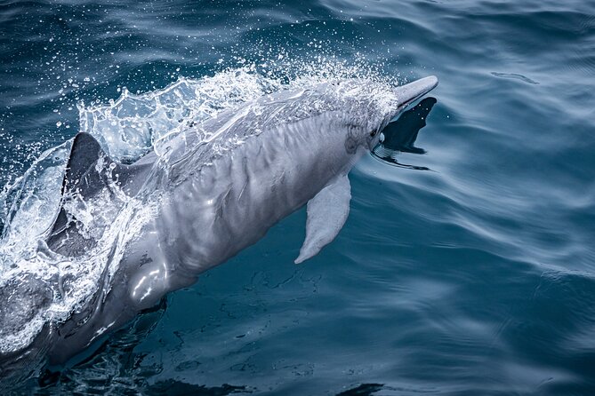 Mobulas and Cetaceans Day Trip - Guides and captains: Nick plus the captains at the helm