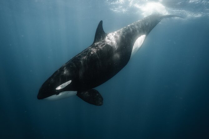 Mobulas and Cetaceans Day Trip - What you might see: mobula rays, dolphins, sea lions, sharks, more